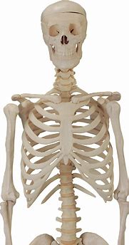 Skeleton in Your Closet
